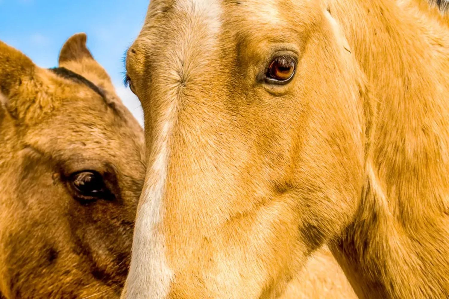 horses in Pampas Town
