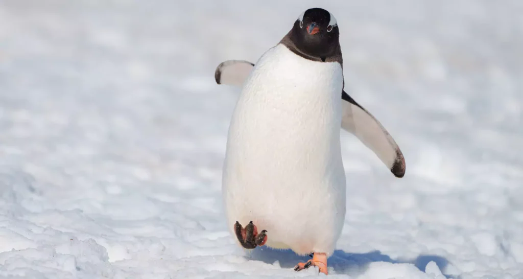 Emperor penguin in Antarctica