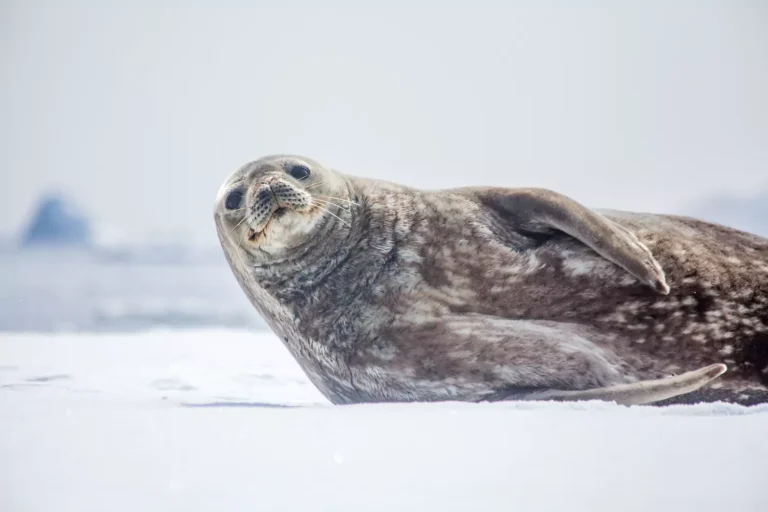 Weddell Seal
