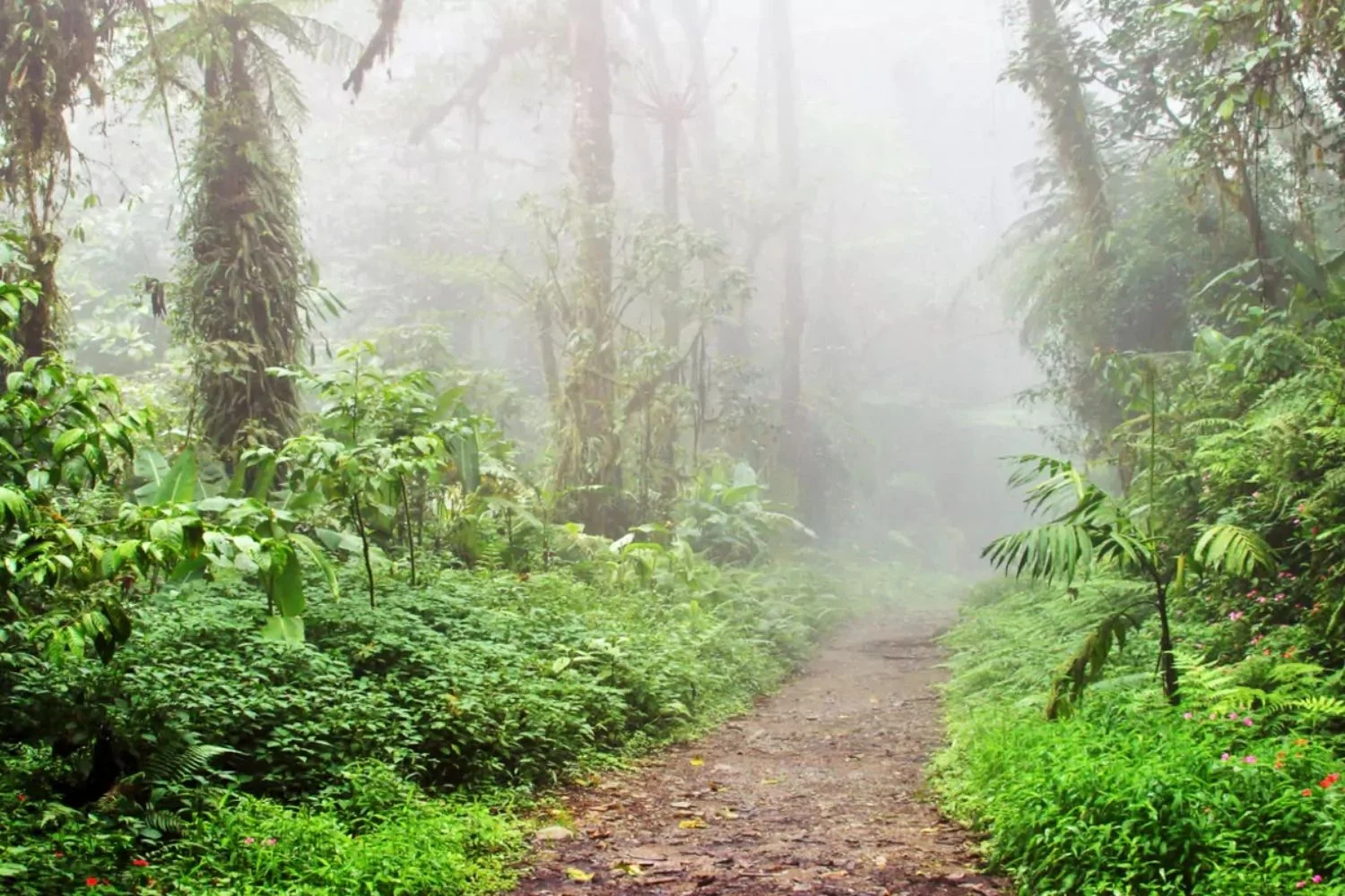 Monteverde Cloud Forest - Luxury Travel to Costa Rica by LANDED Travel