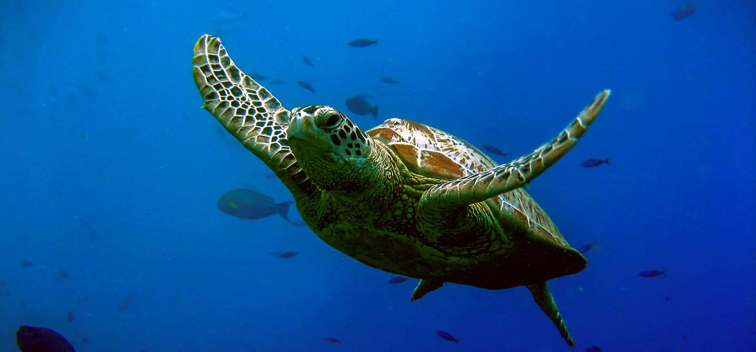 Coco Island National Park - Turtle 