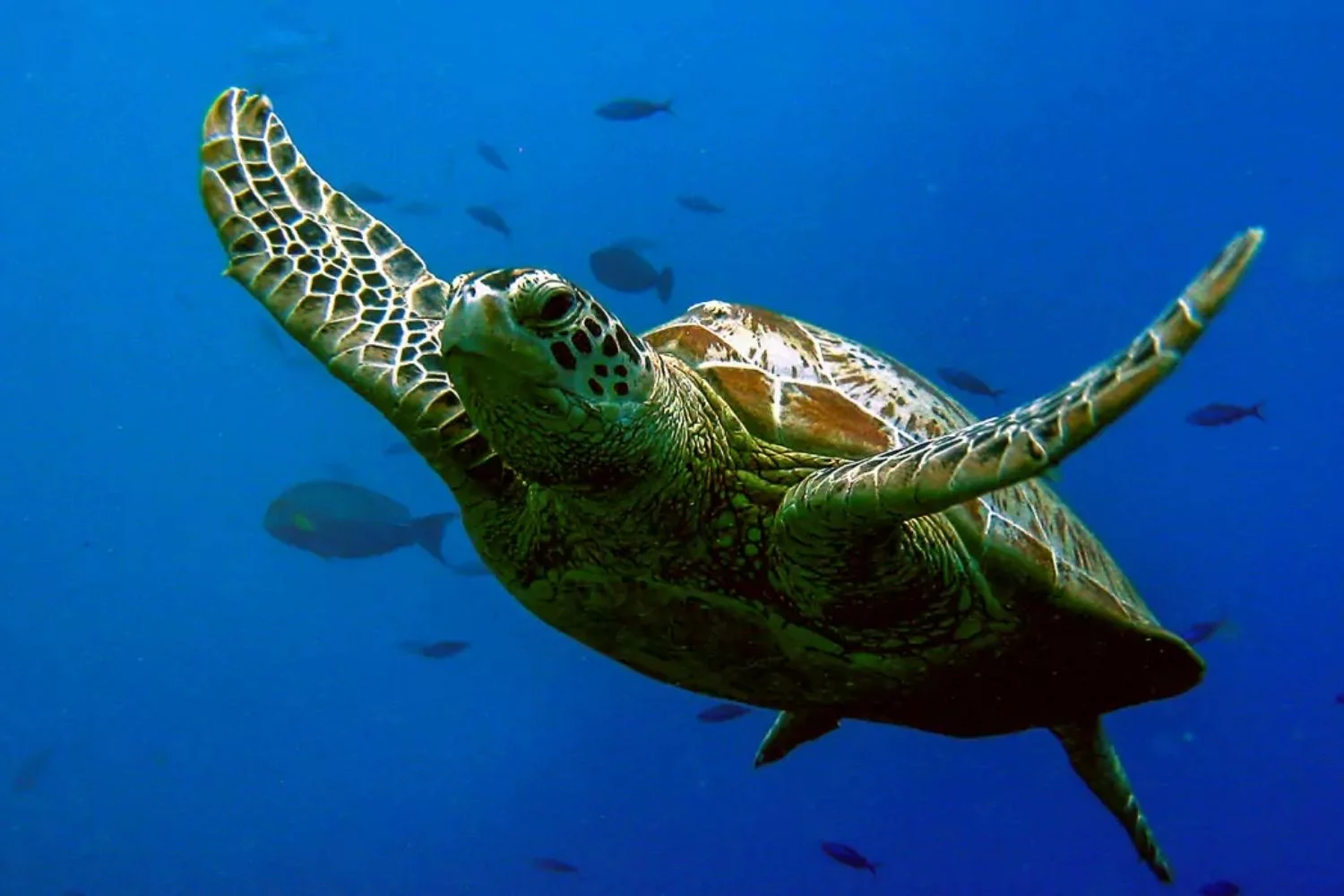 Coco Island National Park - Turtle