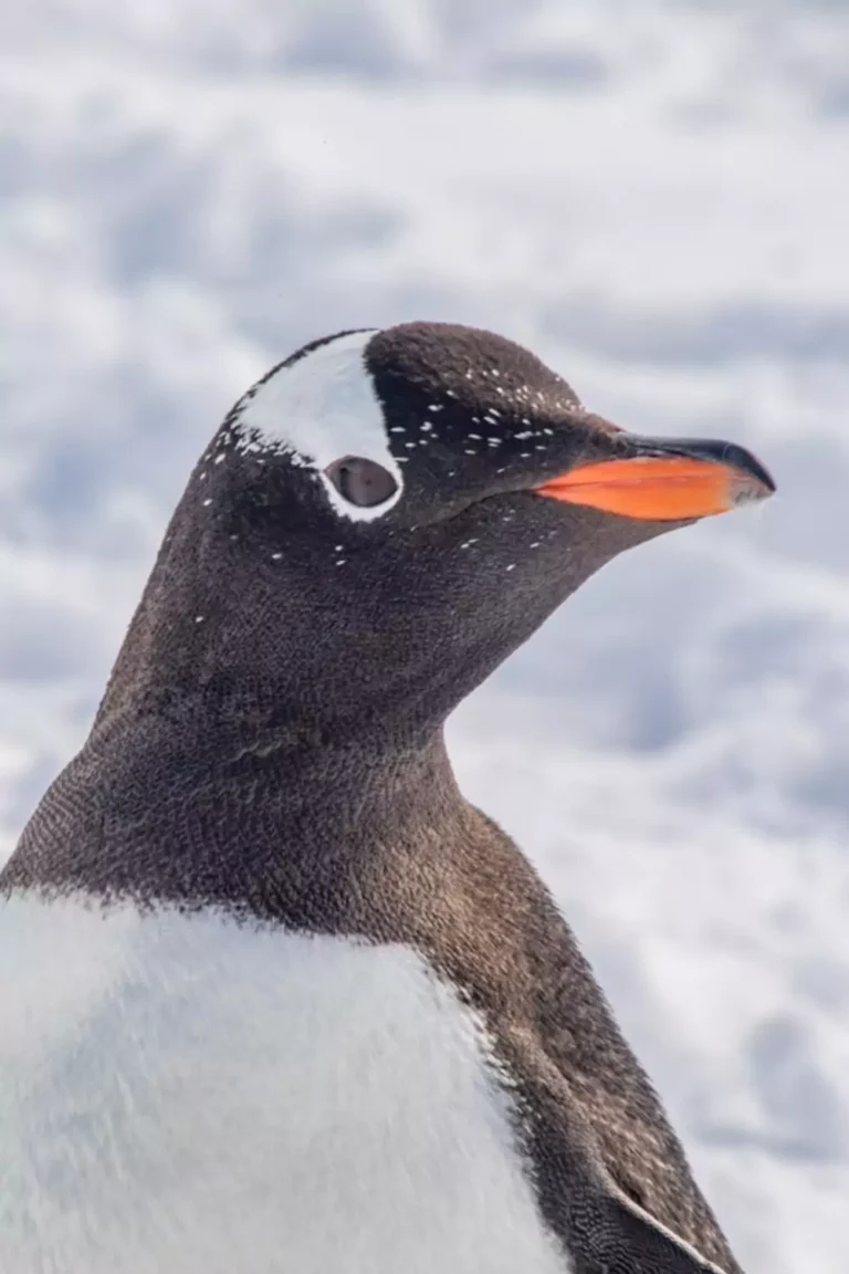 Gentoo Penguin