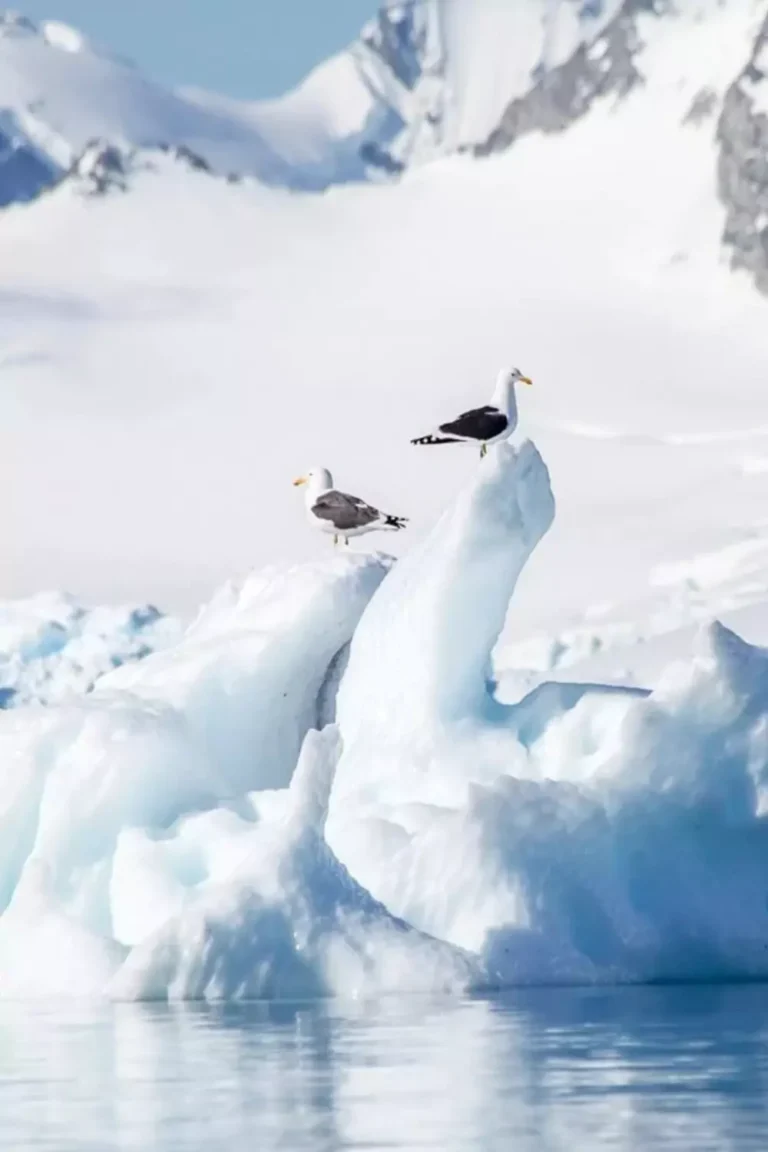 Kelp Gull