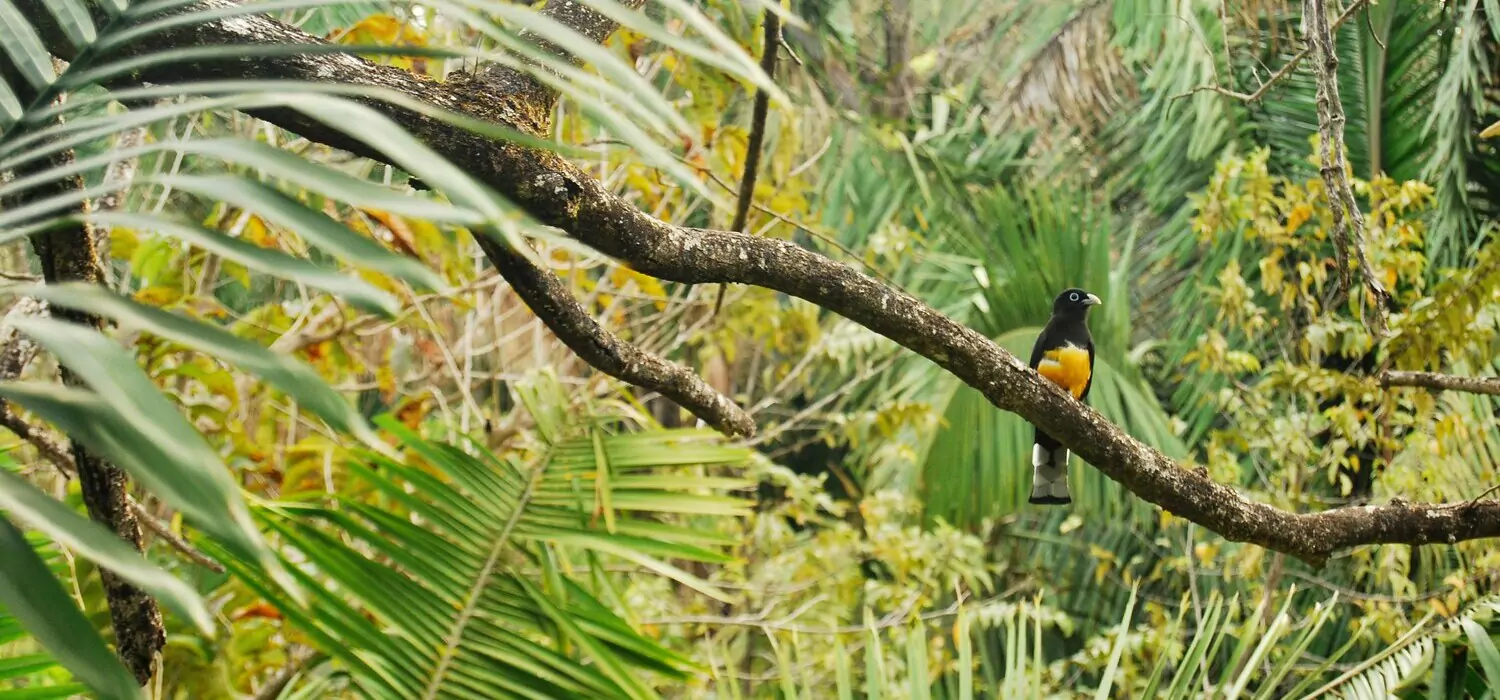 Nosara – Tropical Bird