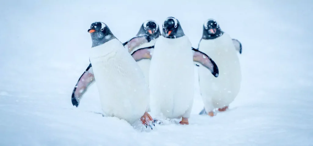Emperor penguins exploration in Antarctica