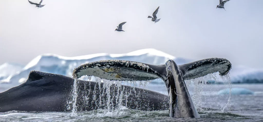 Whale watching in Antarctica