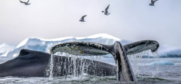 Whale watching in Antarctica