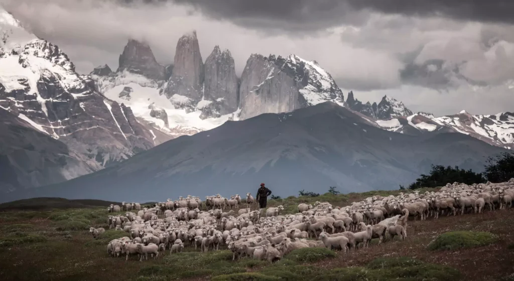 A shepherd standing with his sheep with the mountains of Patagonia in the background.