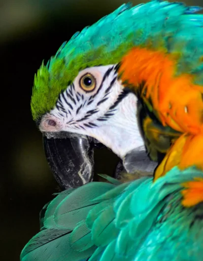 Peru Custom Private Travel Amazon Green Macaw 669f5d2a34b3e