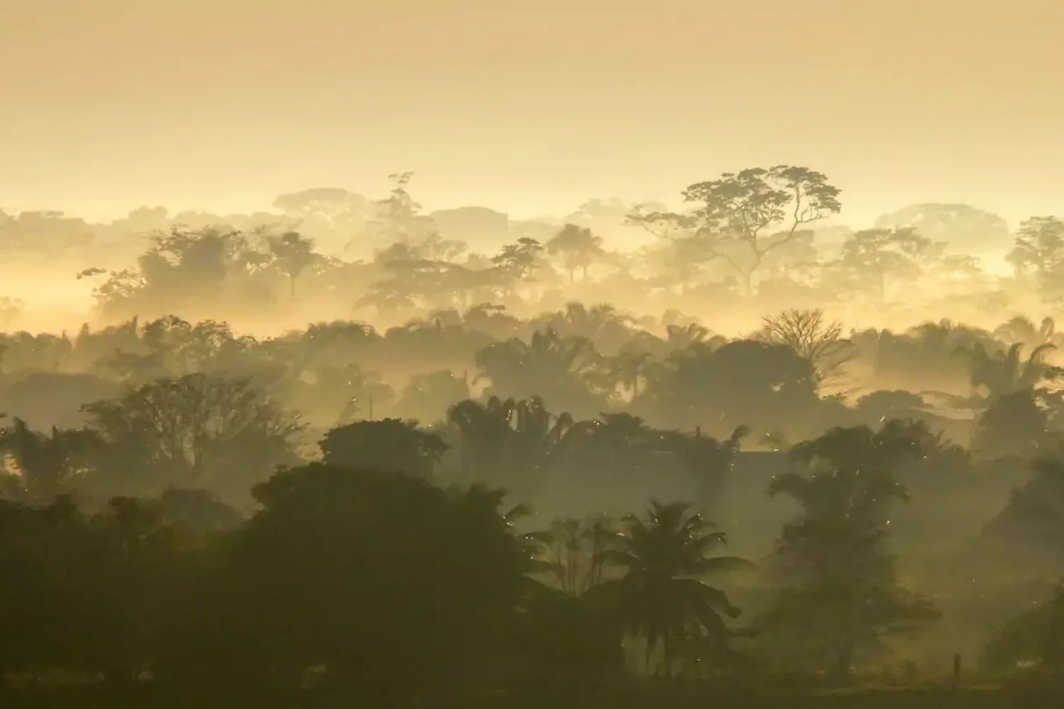 Peru Custom Private Travel Amazon Tambopata Sunrise 669f5a0014371