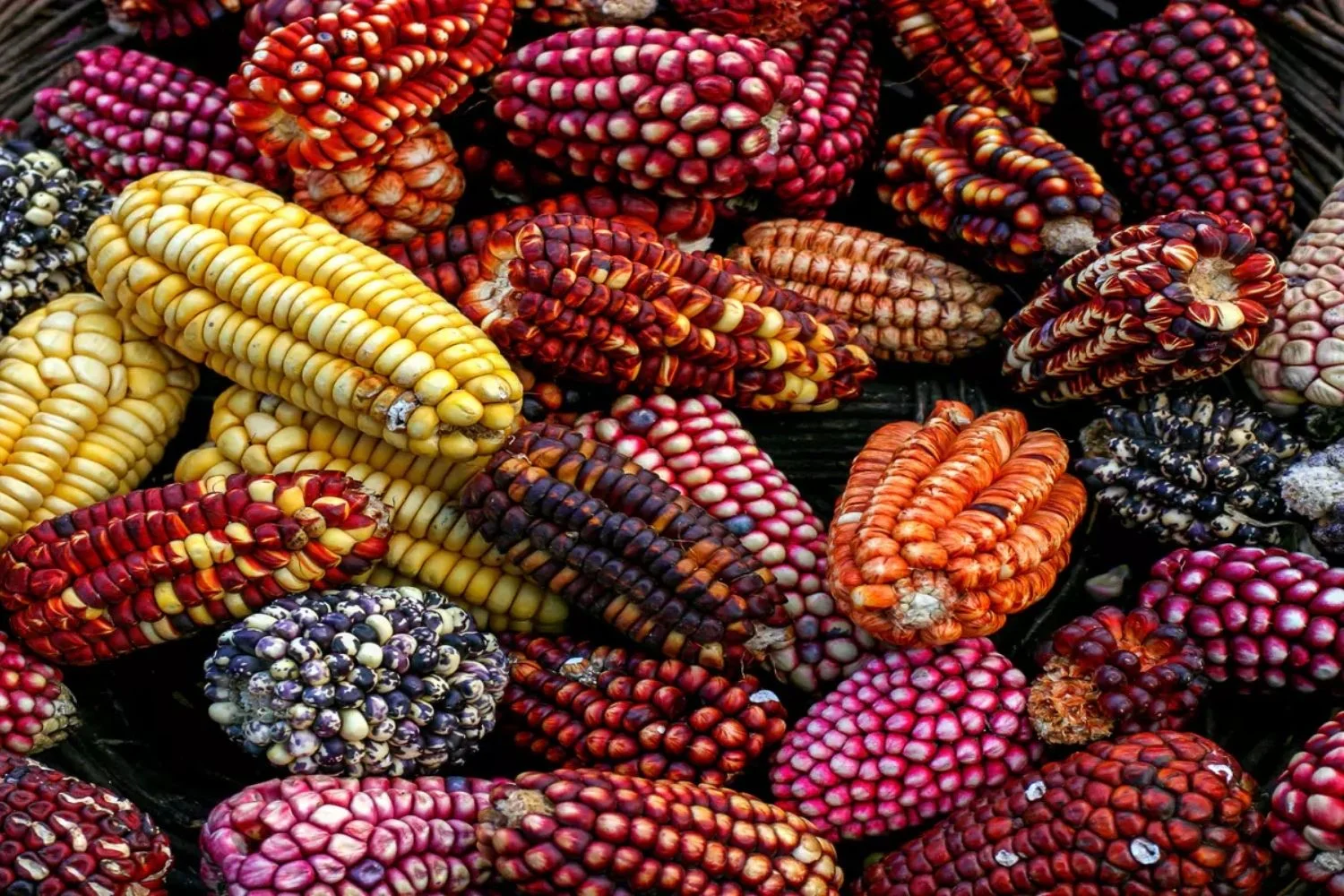 Peru Custom Private Travel Sacred Valley Corn 669030cab0072