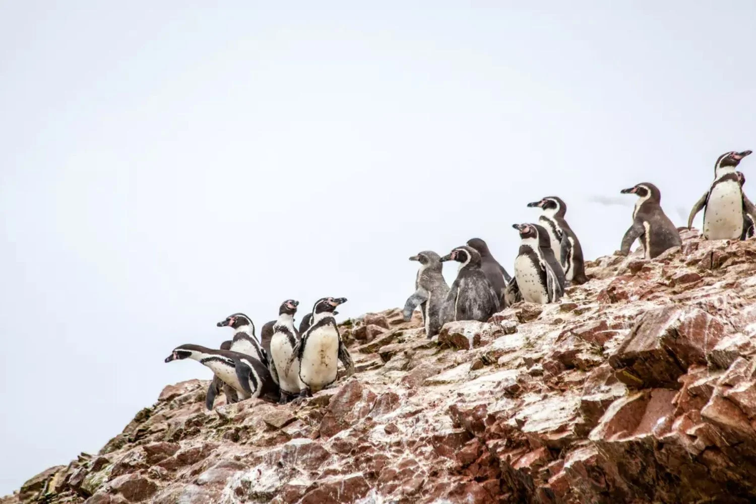 Peru Private Custom Travel Ballestas Penguins 2 66bc7cb1acb1c