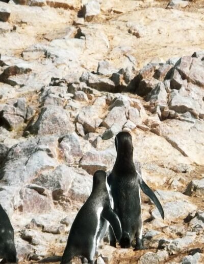 The Southern Coast Paracas Penguins