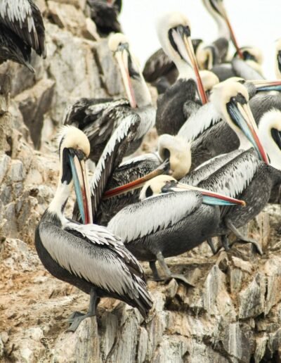 The Southern Coast Pelicans