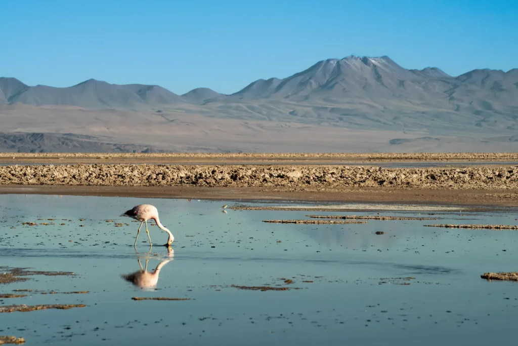 Awasi Atacama Desert