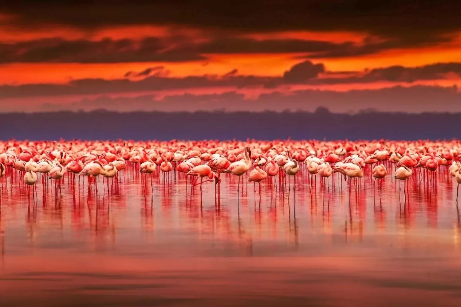 Custom Travel Vacation Travel Atacama Flamingoes