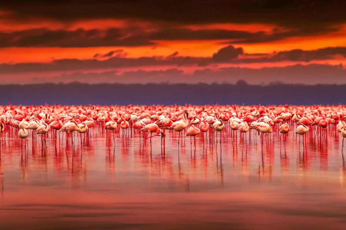 Custom Travel Vacation Travel Atacama Flamingoes 