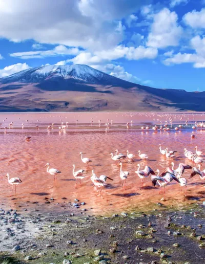 Custom Travel Vacation Travel Atacama Flamingos