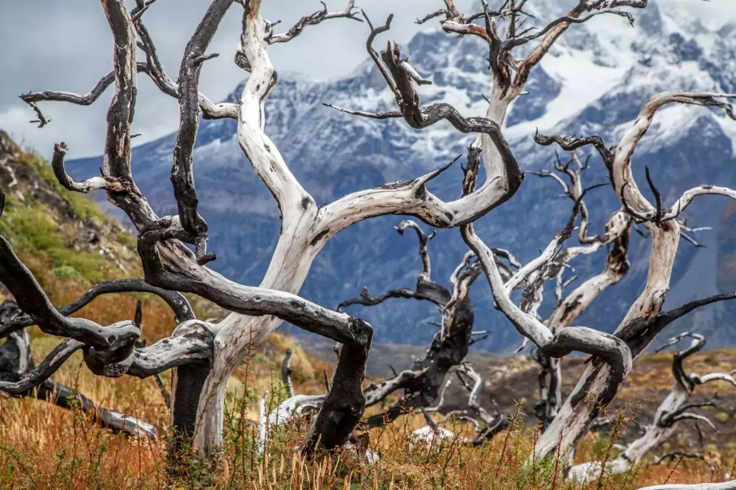 Private Travel Design Chile Torres Del Paine Fire Tree Burn