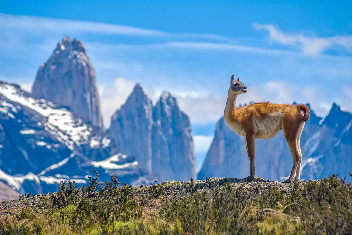 Private Travel Design Chile Torres Del Paine Guanaco Towers 