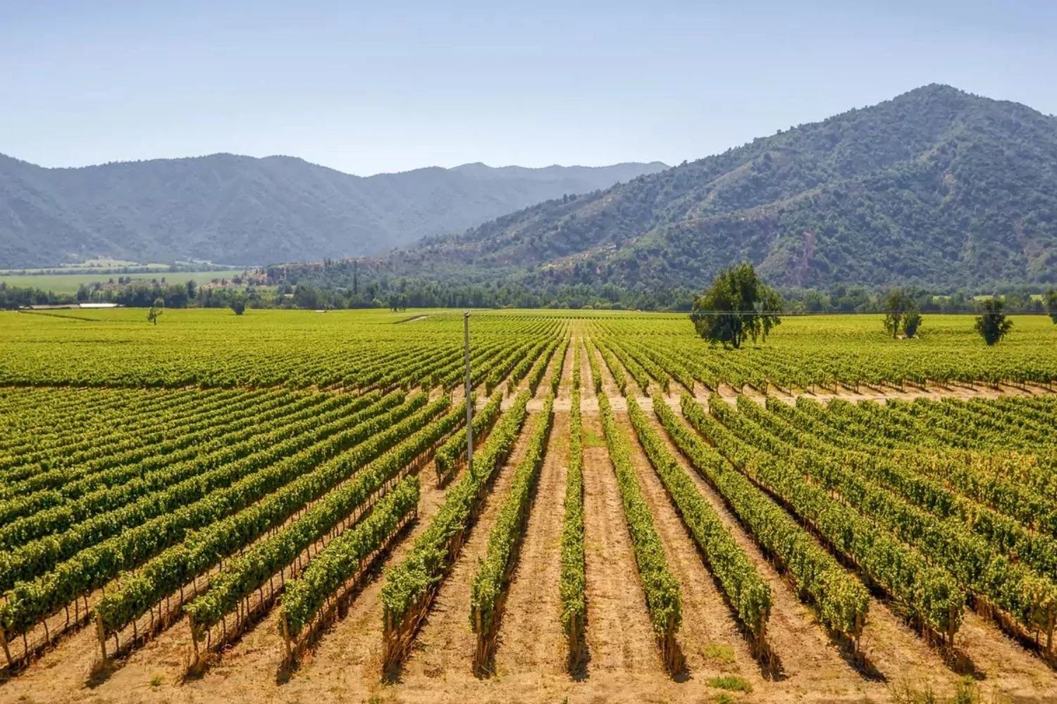 Custom Travel Private Chile Wine Colchagua