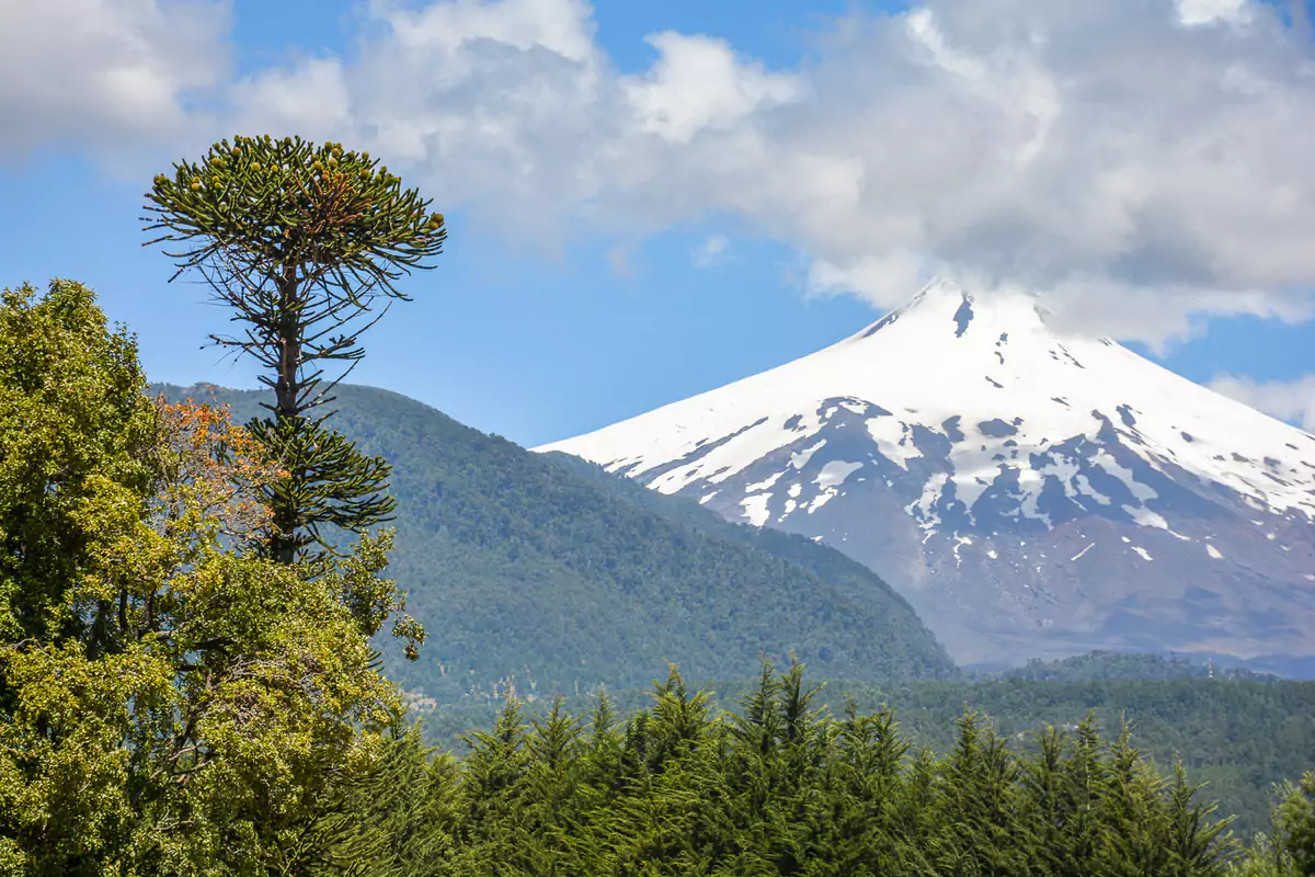 Pucon Volcano Tree 