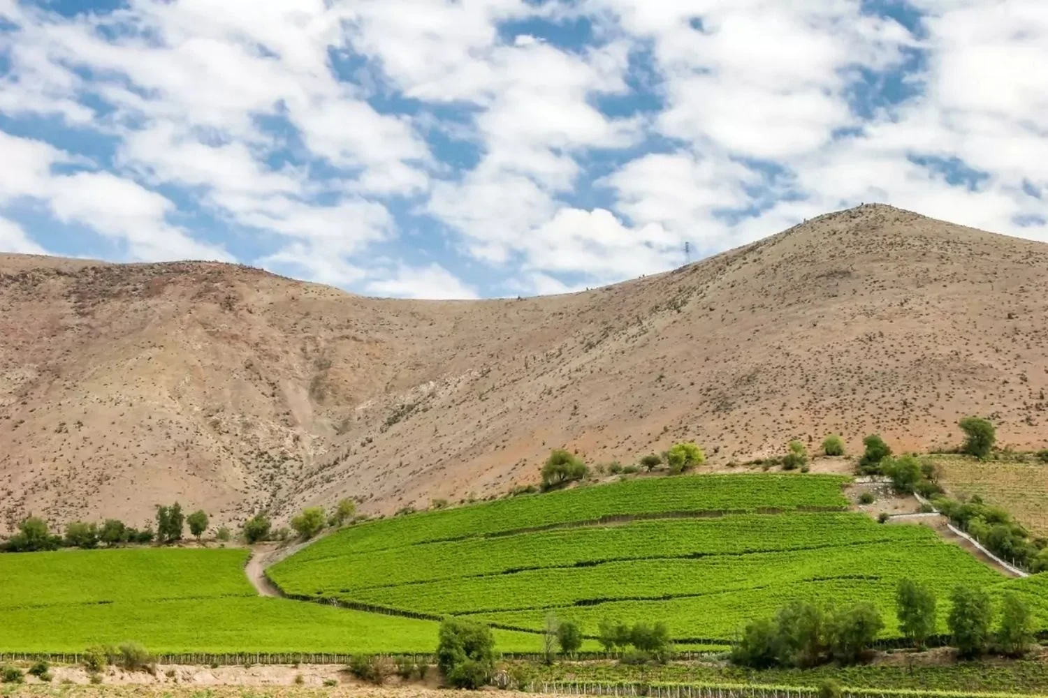 Elqui Valley Vineyard 2