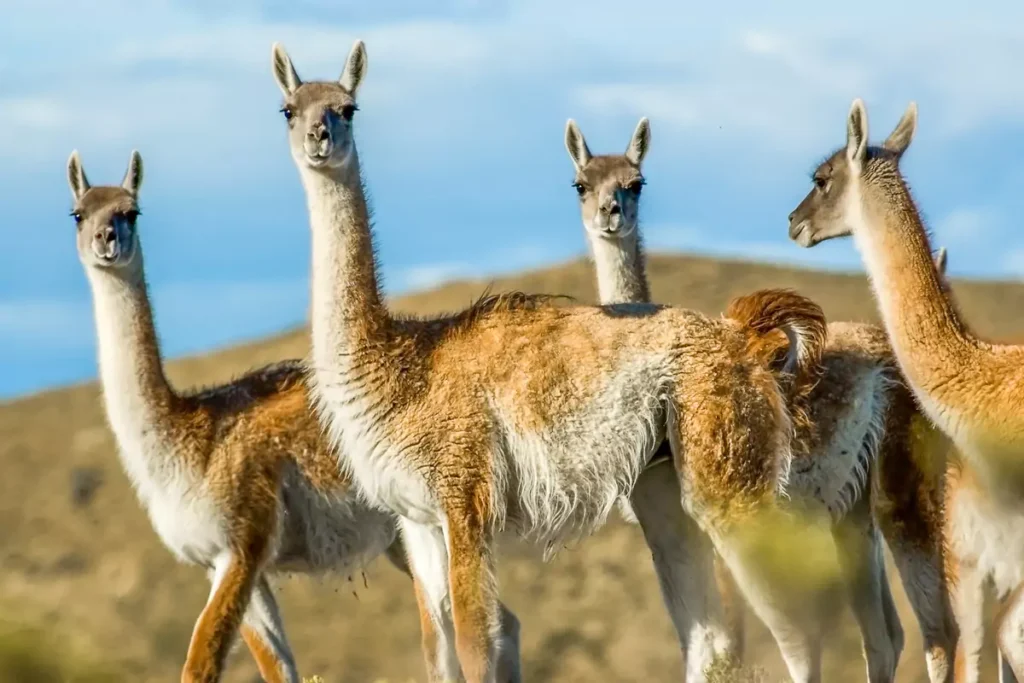 Chile Guanacos