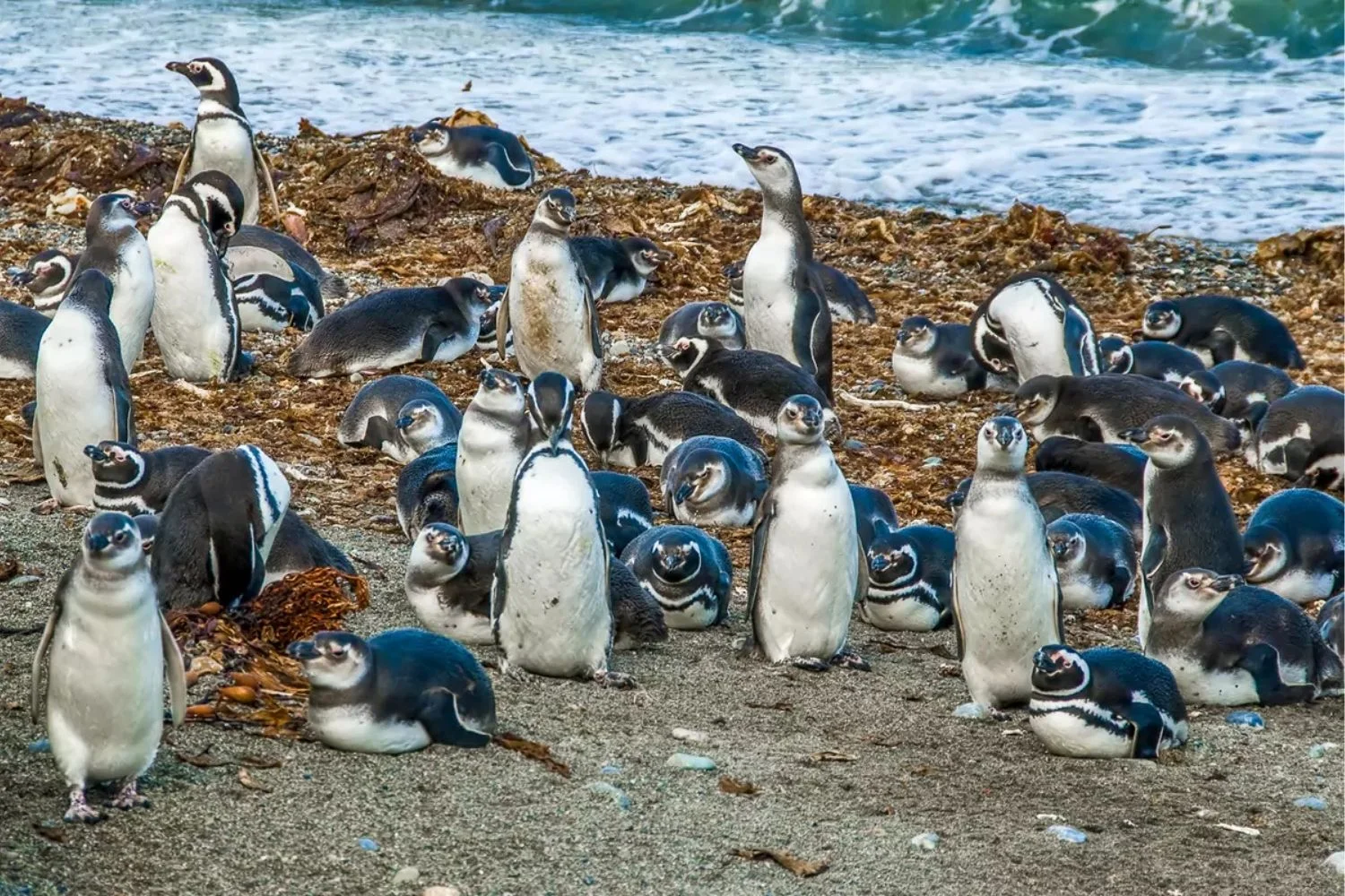 Seno Otway Penguins