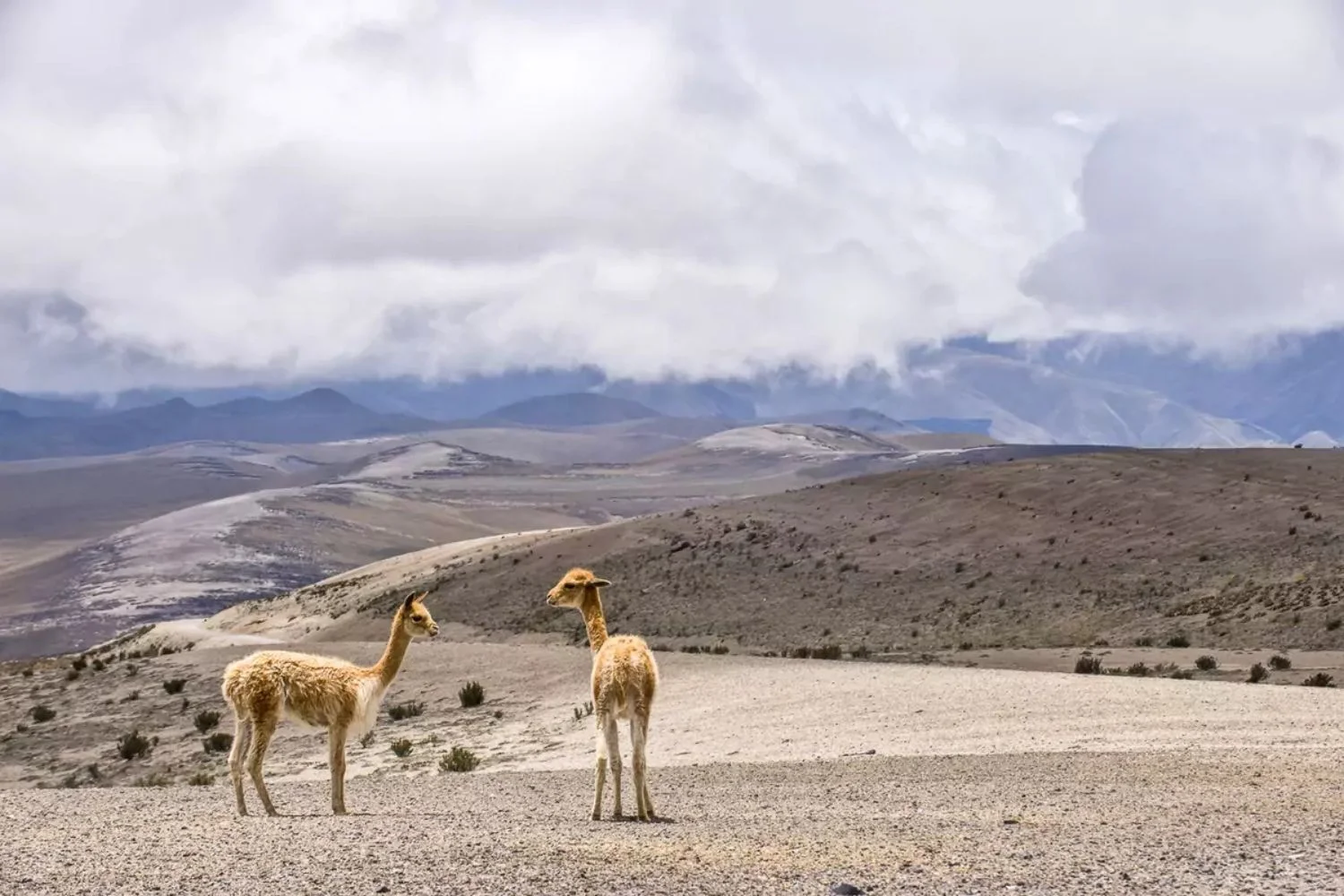 Chile Vicunas