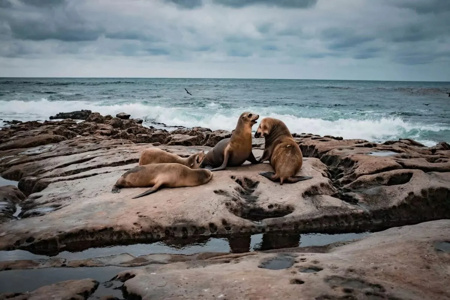 Sea Lions