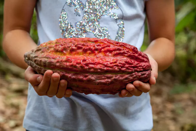 Guayaquil Hacienda Cacao