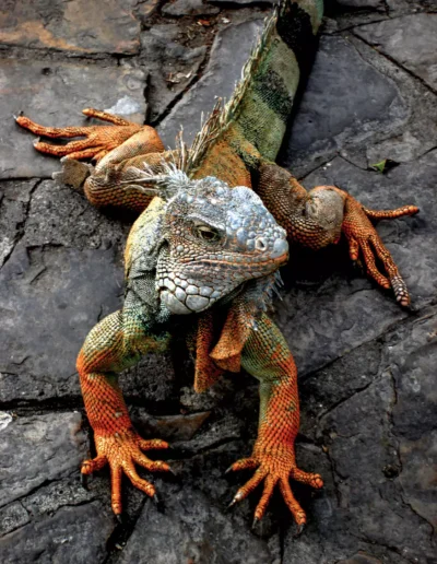 Guayaquil Iguana