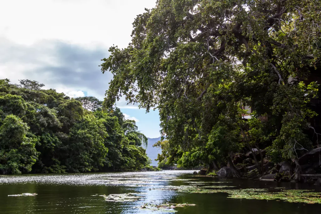 Jicaro Rainforest