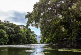 Jicaro Rainforest