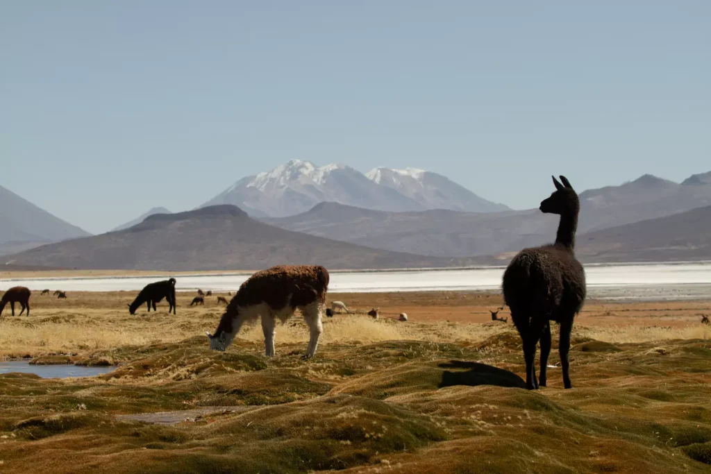 Andean 4 686ee9ab228b9