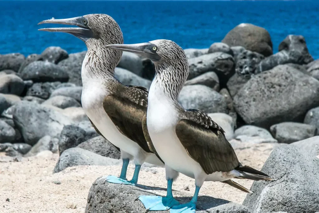 Ecuador Travel Galapagos Two Boobies Dt 1 1 68646c76415cd