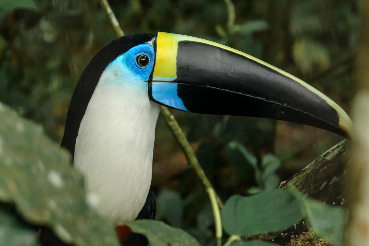 Private Travel Custom Travel Ecuador Blue Toucan 68658a2b1fa36