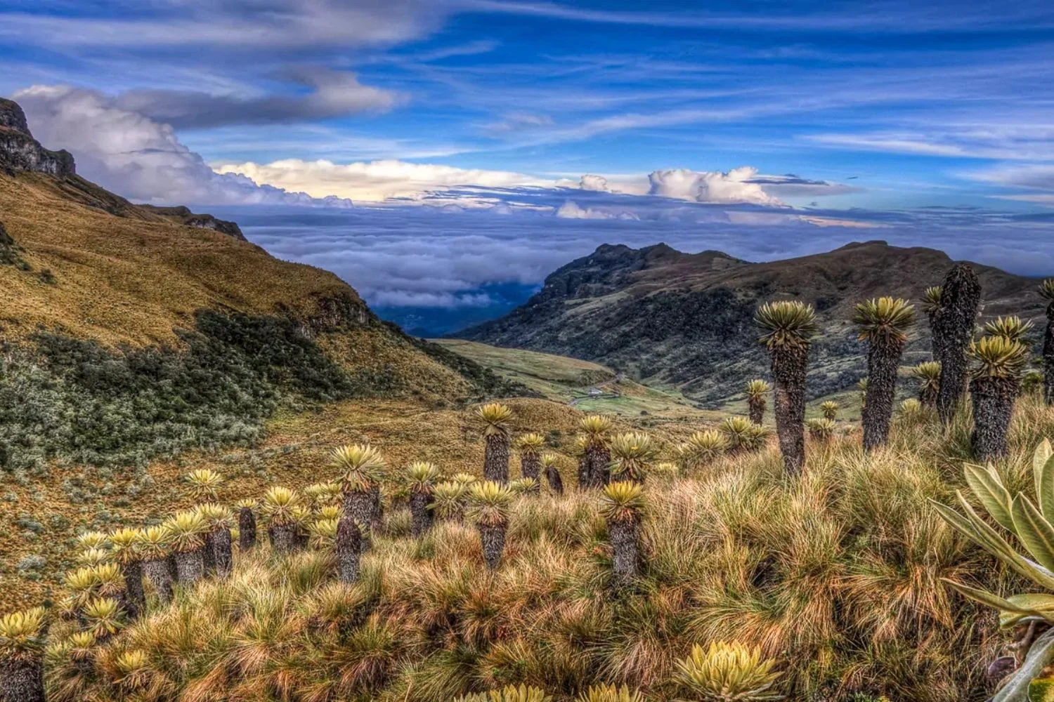 Colombia Coffee Country Nevado del Ruiz