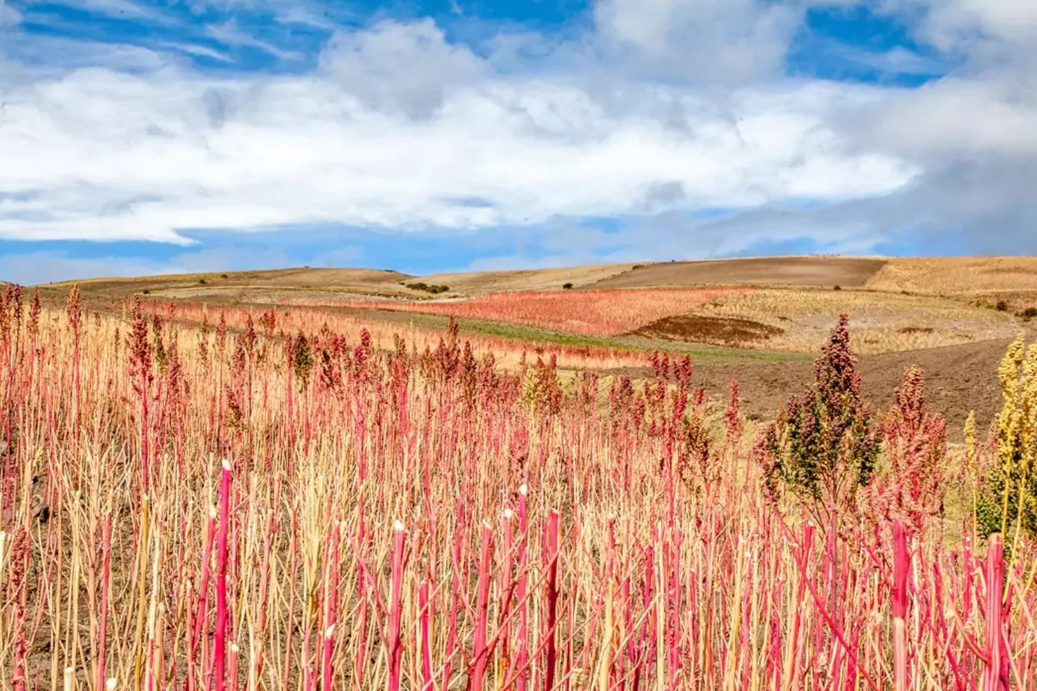Quinoa Fields Ecuador