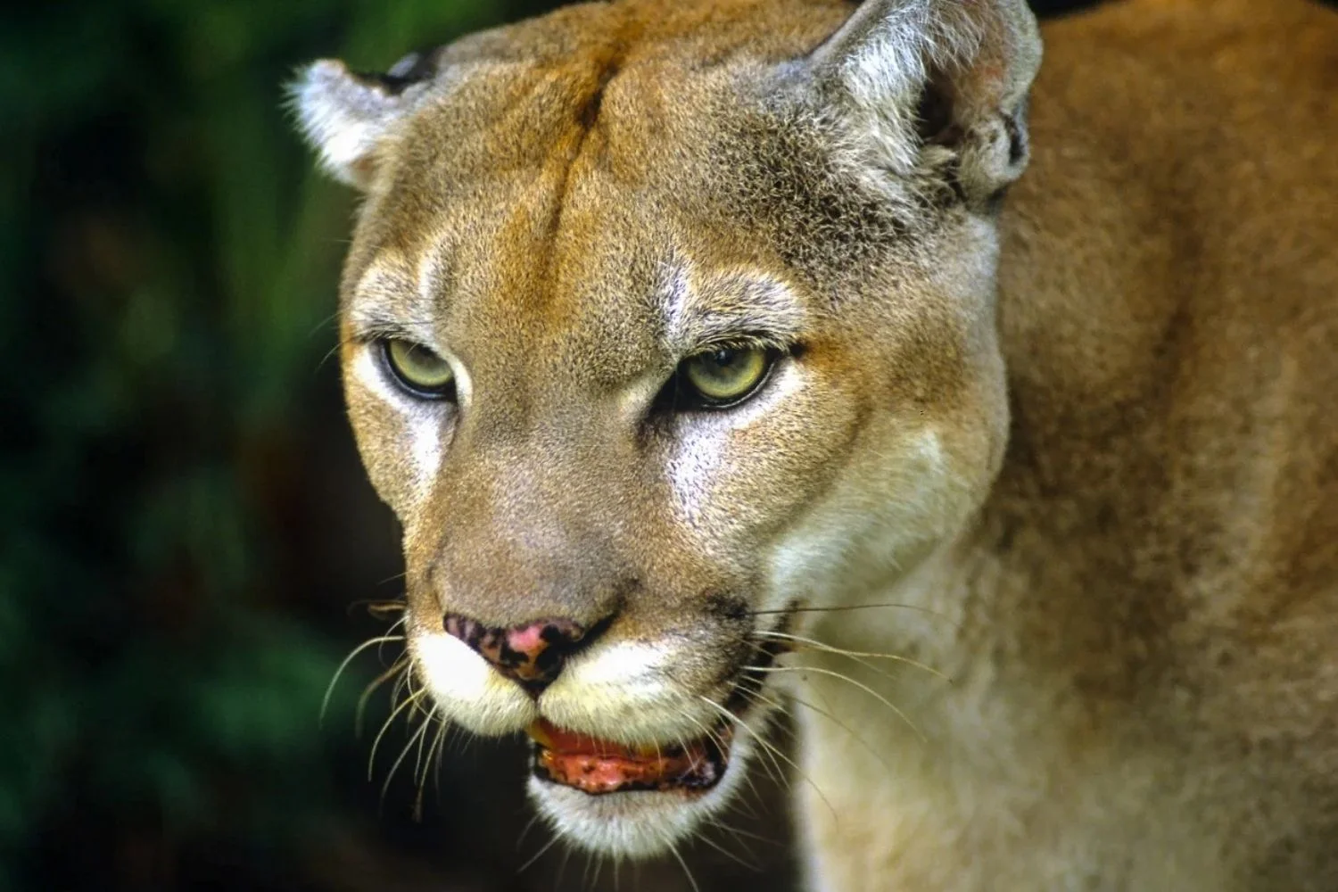 Belize Cayo & Mountain Ridge Puma