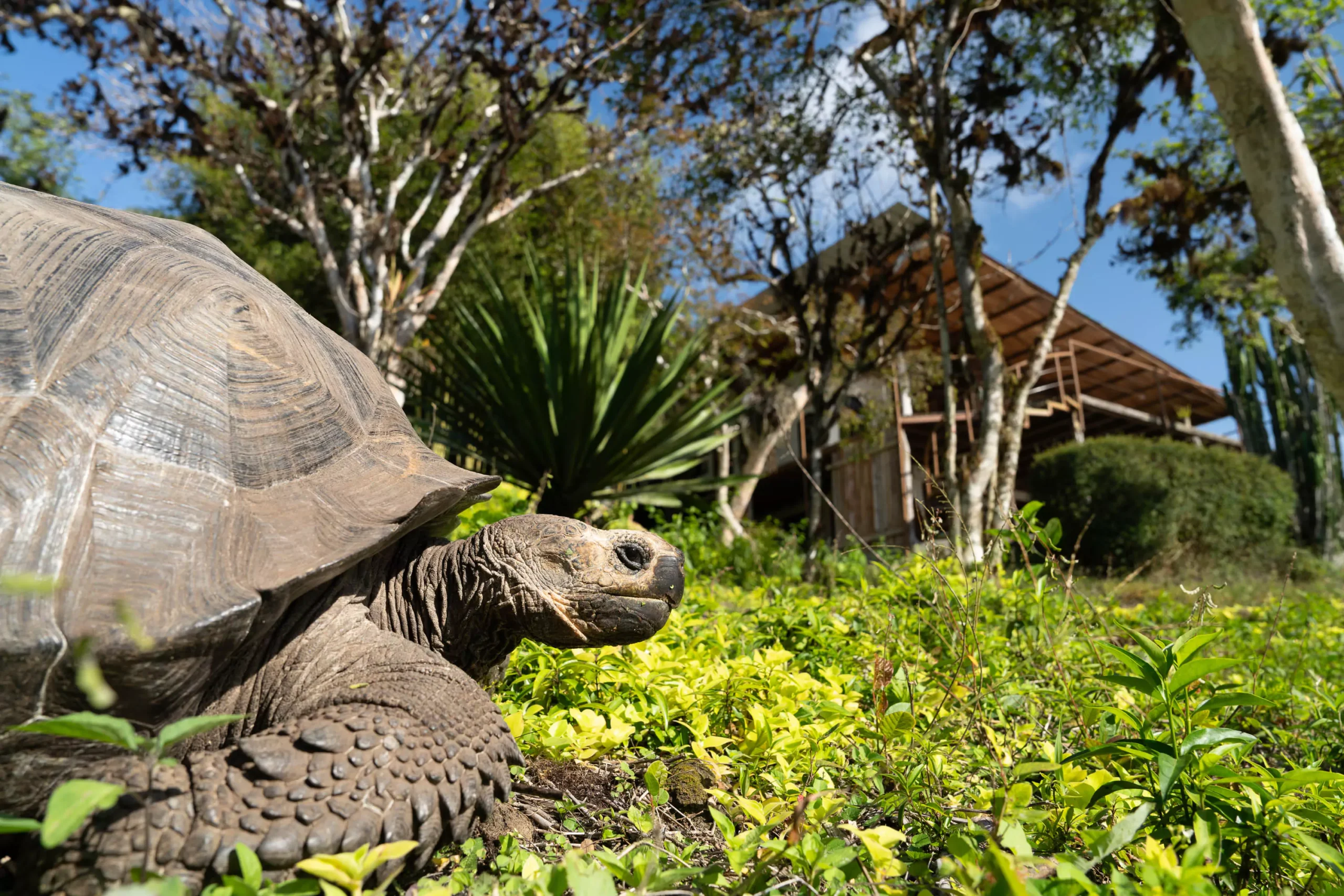 Galapagos Safari Camp Tent Exterior