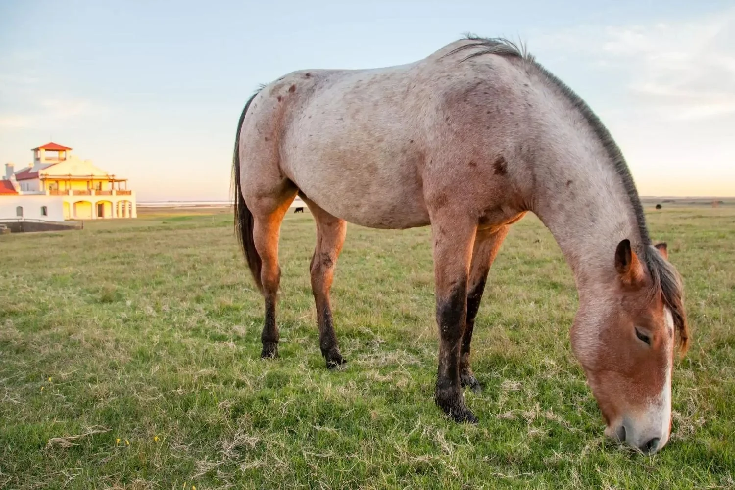 Jose Ignacio Horse