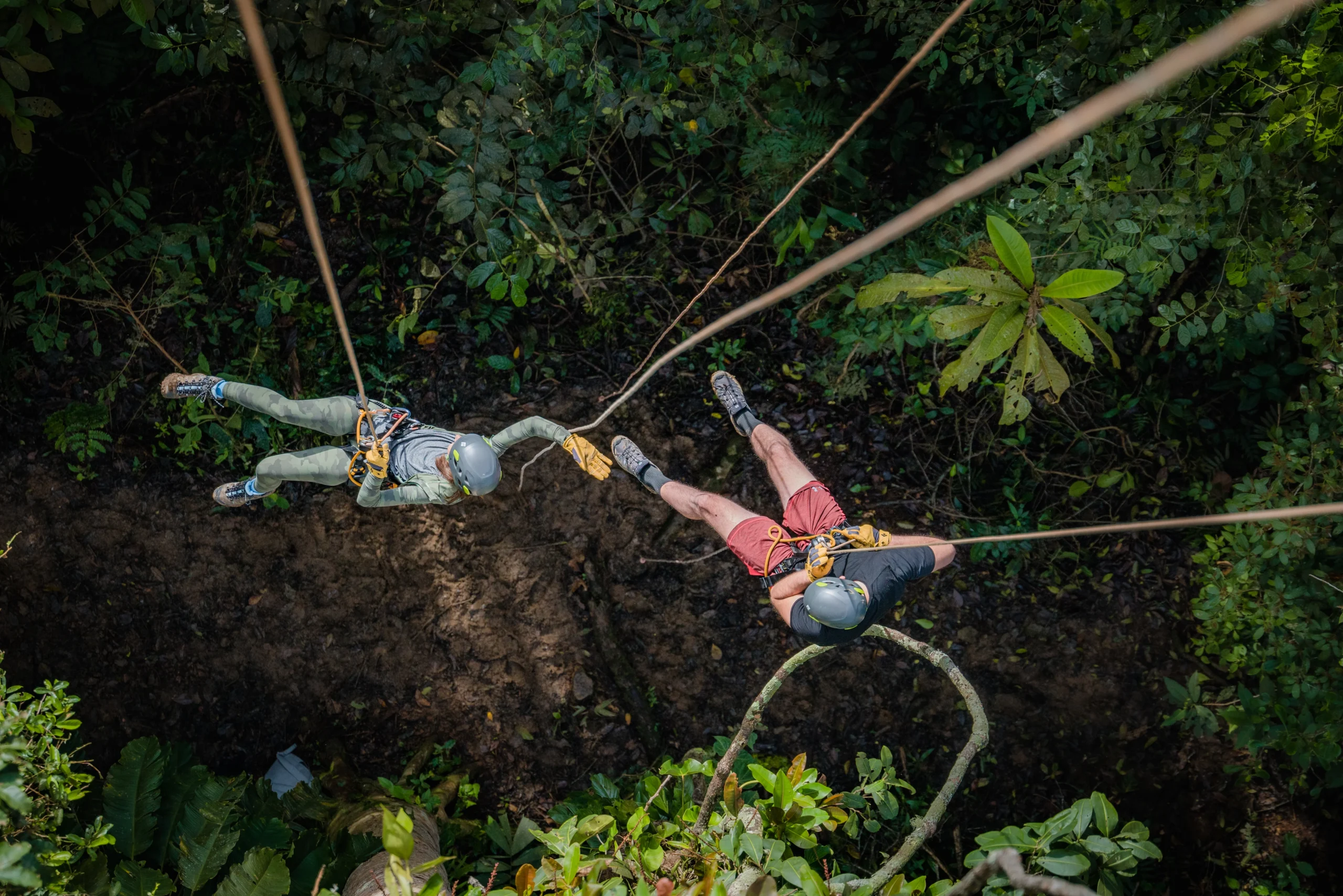 High Canopy Tree Net