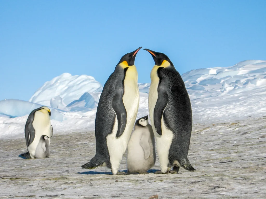 Penguin rookeries full of life in Antartica
