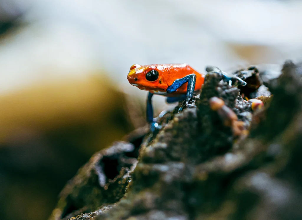 Costa Rica Wildlife Frog