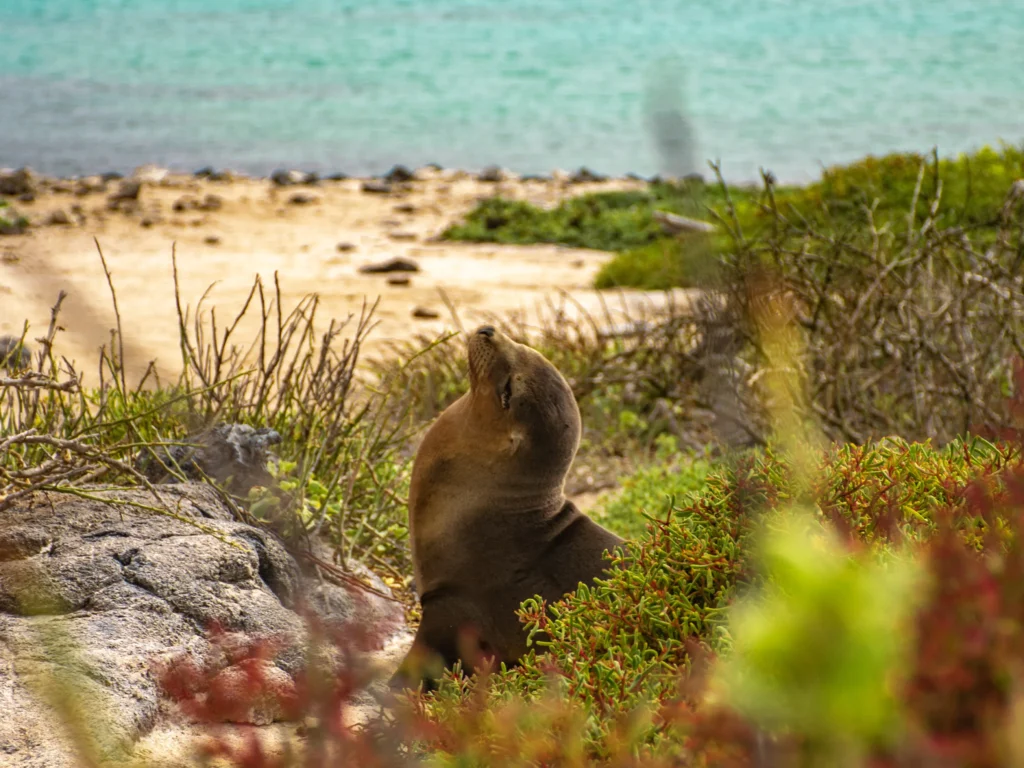 Galapagos wildlife