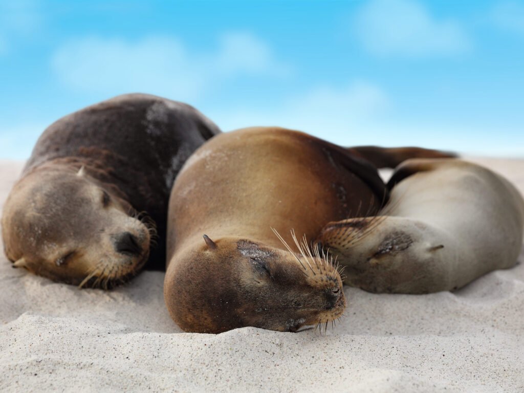 Sea Lions in Galapagos