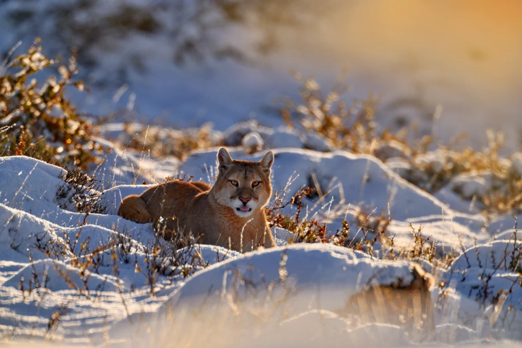 LANDED Travel - Puma in the Patagonia snow